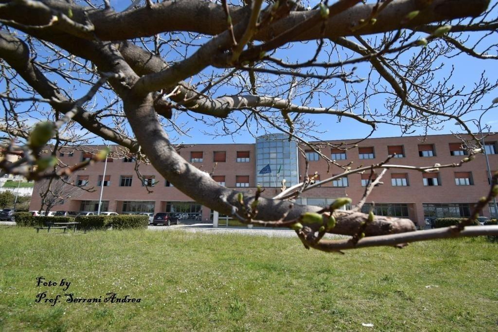 Foto scuola tra i rami
